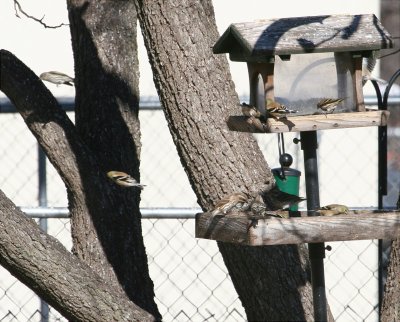 Finches - Mixed 2 010108.jpg