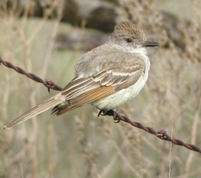 Flycatchers & Swallows