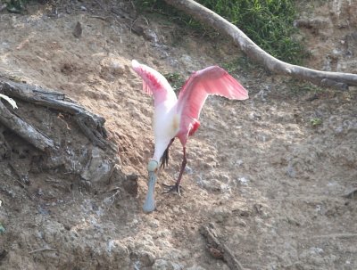 Spoonbill - Roseate 1 031608.jpg