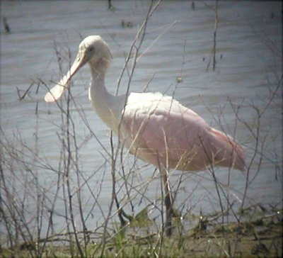 Spoonbill - Roseate 1 051504.jpg