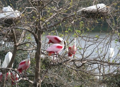 Spoonbill - Roseate 2 031608.jpg