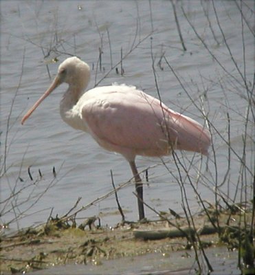 Spoonbill - Roseate 2 051504.jpg