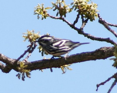 Warbler - B&W 040206.jpg