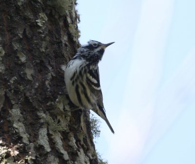 Warbler - Black&White 031608.jpg