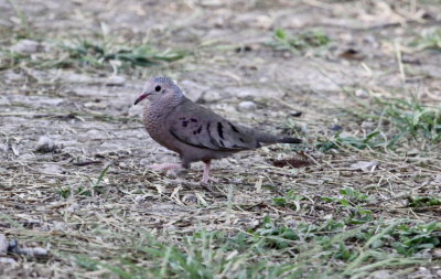 Dove - Common Ground 03-15-2011 TX.JPG