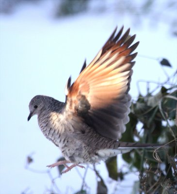 Dove - Inca 1 12-25-09 Yard.JPG