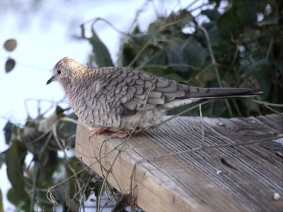 Dove - Inca 2 12-25-09 Yard.JPG