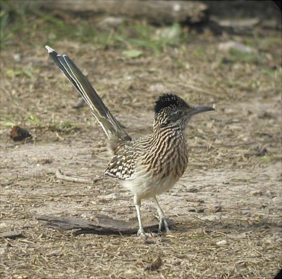 Roadrunner - 1 011505.jpg
