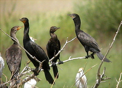 Cormorants - Double Crested & Neotropic 07-21-05 HB.jpg