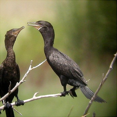 Cormorant - Neotropic 07-21-05 HB.jpg