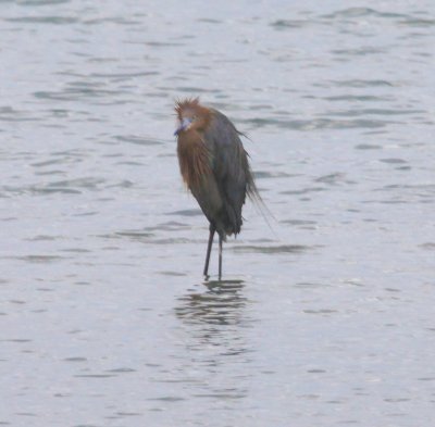 Egret - Reddish 1 2-5-2012.JPG