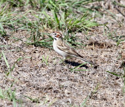 Sparrow - Lark 4-18-2012.JPG