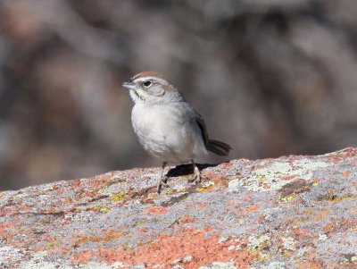 Sparrow - Rufous-crowned 2 2-1-2012.JPG