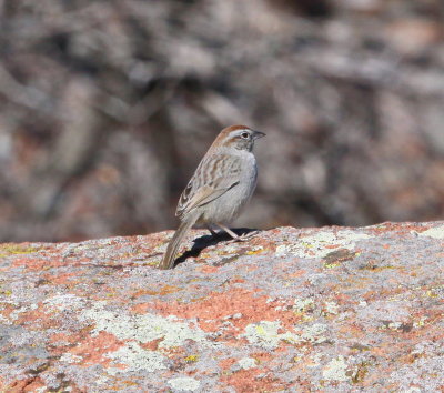 Sparrow - Rufous-crowned 2-1-2012.JPG