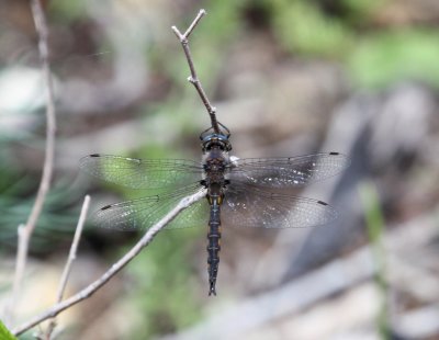 recent_additions_dragonflies__damselflies
