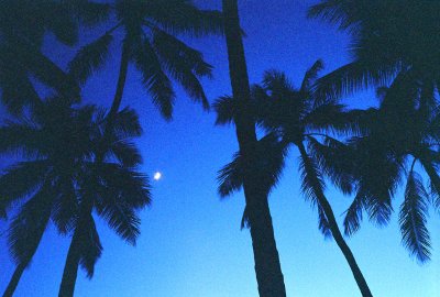 45970576_aloha8web.jpg