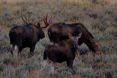 moose family...