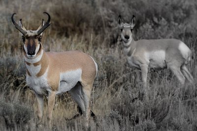 attentive pronghorn...