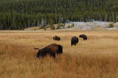 Yellowstone and Grand Teton National Parks - October 2011