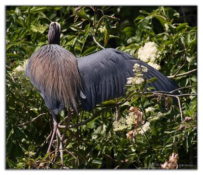 tri-color breeding plumage_webIMG_7378 copy.jpg