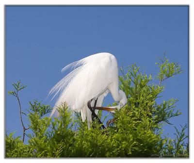 egret breeding plumage web_IMG_7198 copy.jpg