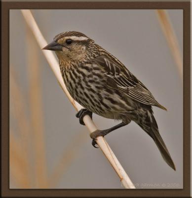 female red winged black bird_IMG_0287.jpg