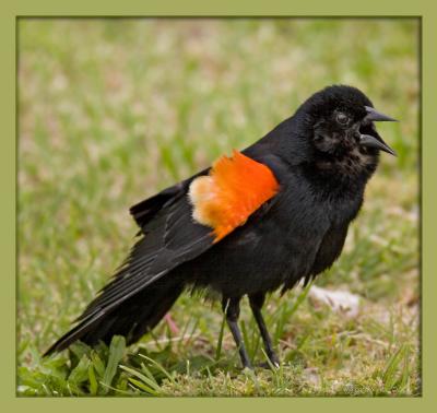 male RWBB in grass singing 1_IMG_0374 copy.jpg