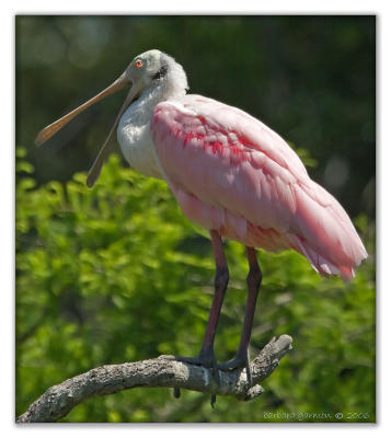 spoonbill on bare branch_ copy copy.jpg