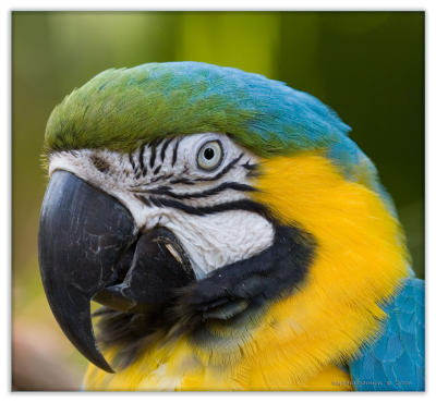 macaw_IMG_6376 copy.jpg
