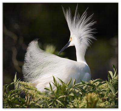 pretty pretty plumage_IMG_6577 copy.jpg