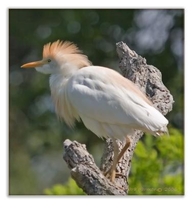 cattle egret on tree stump_IMG_6780.jpg