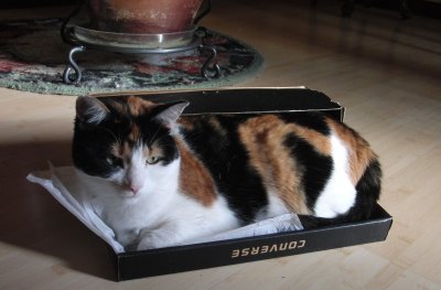 cat in the shoebox