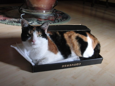 cat in the box looking
