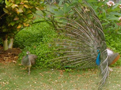 peacock mating dance - Maui