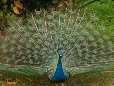 peacock fantail - Maui