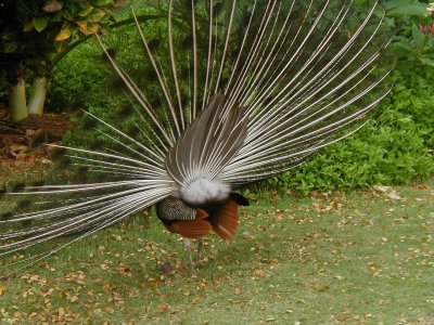 peacock behind - Maui