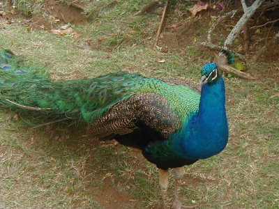 peacock - Maui