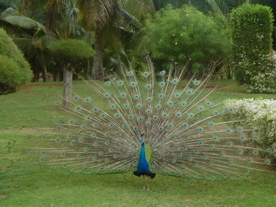 peacock 2 - Maui