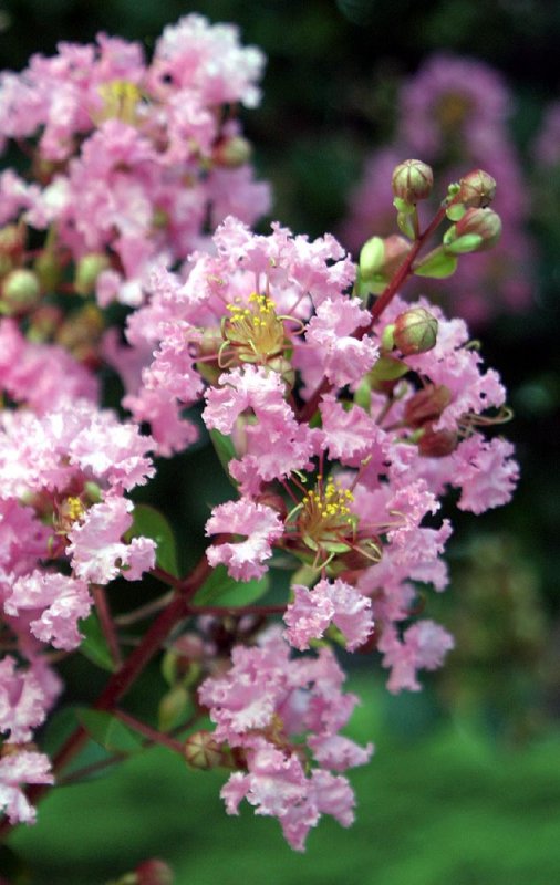 Crepe Myrtle