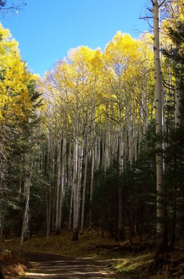 Aspen along the road to Hart Prairie #2