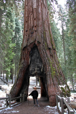 Sequioa at Yosemite