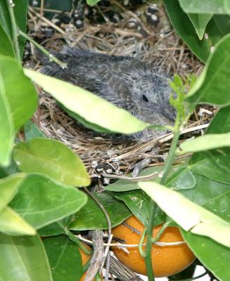 Baby Mourning Dove