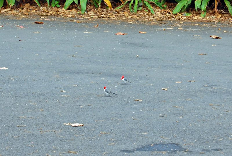 DSC_0959.JPG
