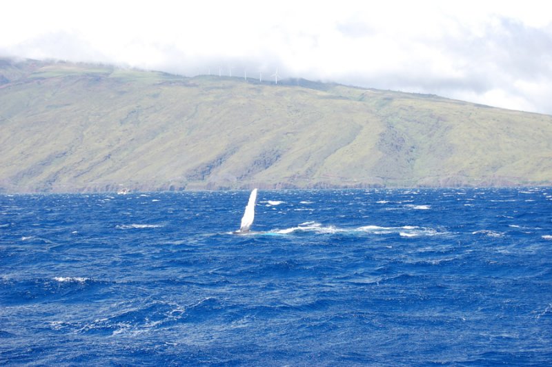 DSC_1065.JPG
