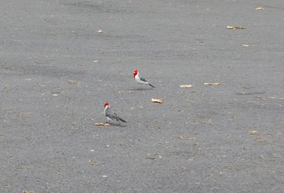 DSC_0958.JPG