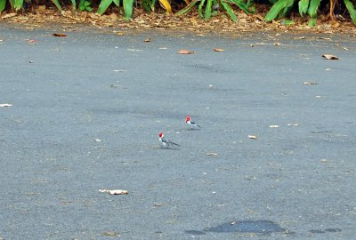 DSC_0959.JPG