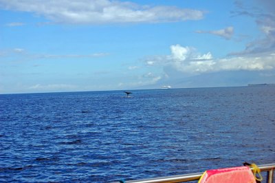 DSC_1019.JPG