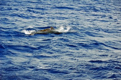 DSC_1048.JPG