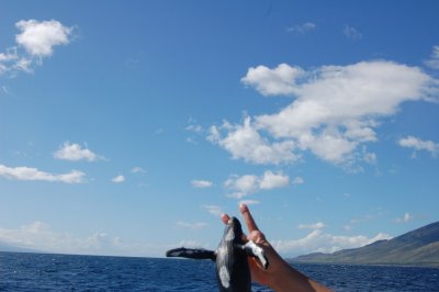 humpback whales