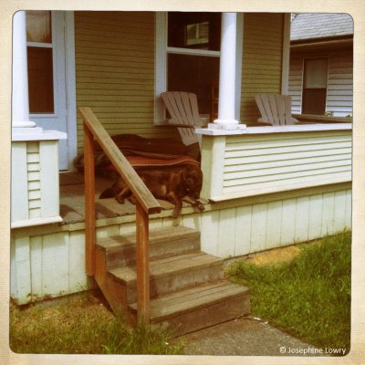 Porch & pooch (Georgetown)